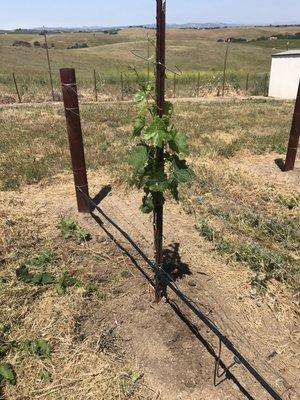 Young Petite Sirah should produce fruit this year.