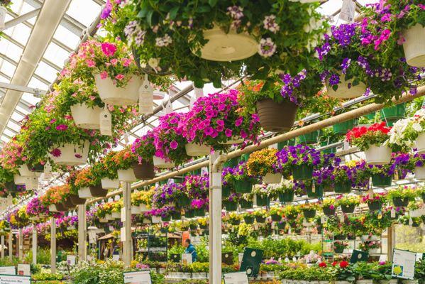 Mahoney's Garden Center - Winchester