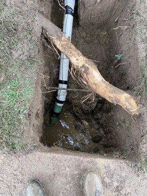 Massive tree roots derail this homeowner's day.