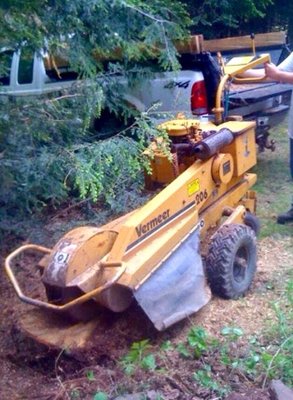 Stump grinding for 36" fence gate access