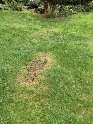 My lawn was pulled out by his carelessness.