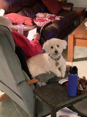 My Grandma with Sophie the bichon/westie after her cut.