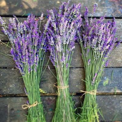 U-pick lavender