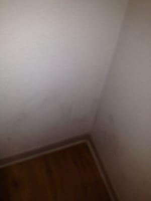 Mildew in closet everywhere