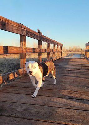 Walking around Blue Heron Reservoir (leash photo edited out)