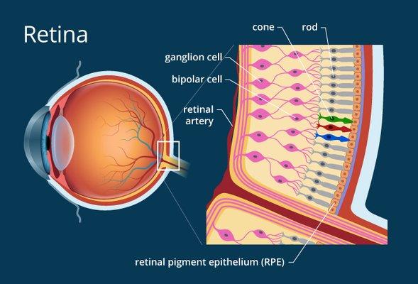 Retina Diagram