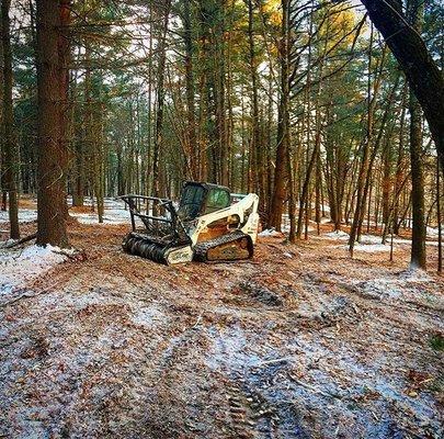 Forest cleanup and thinning