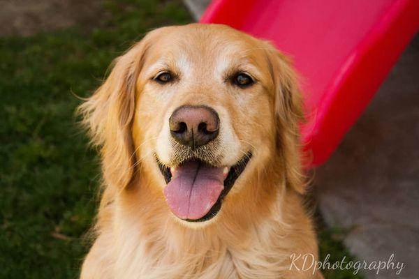 happy golden retriever