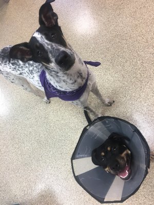 My little guy is here for a wellness check up and met a friend!