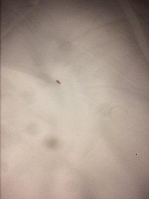 Bed bug molted skin