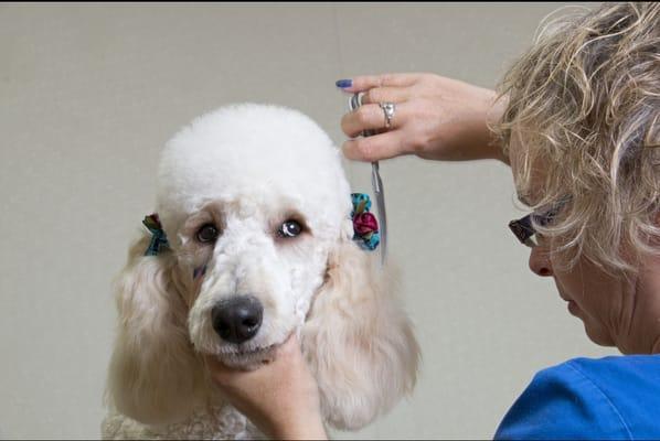 Our groomer, Melissa. Professional groomer for over 25 years