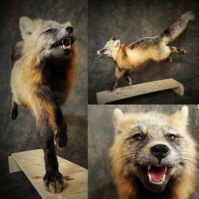 Silent Grove Taxidermy