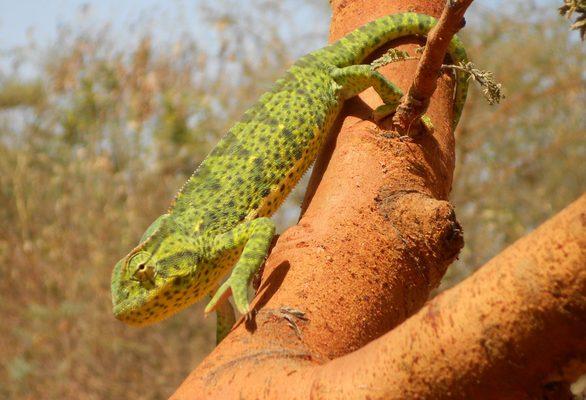 Chamaeleon senegalensis