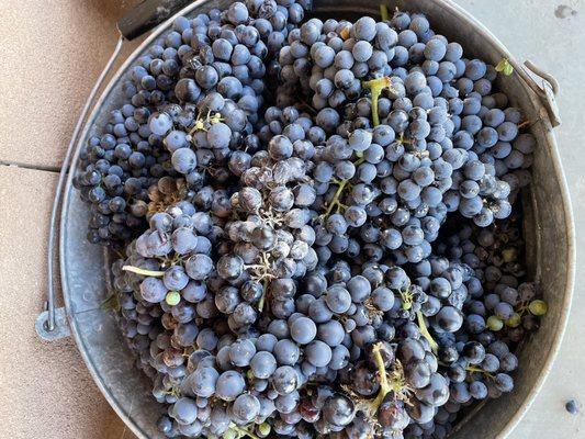 The bucket of grapes before the stomping.