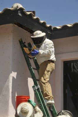 Comb removal from eave of home