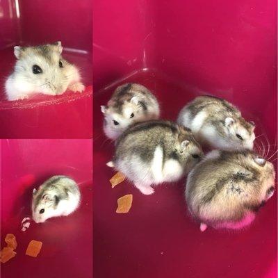 Our small rodents, like these adorable Winter White hamsters, are bred and handled in store, providing the friendliest stress free pets.