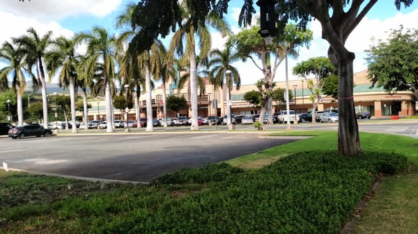 View of the building and trees