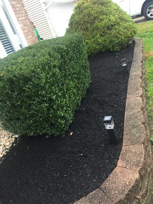 Fresh mulch, trimmed shrubs