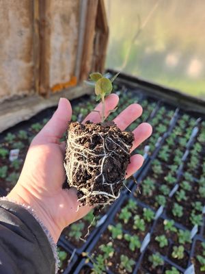 Many plants grown right here in our greenhouse