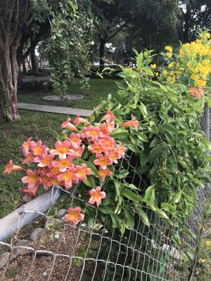 Trumpet vine bought this spring