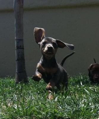 Flying Puppy