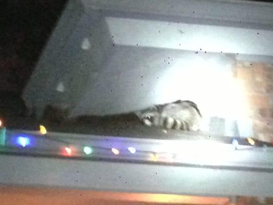 Raccoon entering hole in attic located in Highland Village, TX