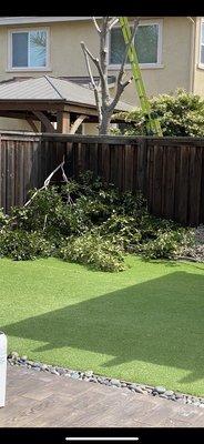 Neighbor's tree branches left in our yard. Not informed before starting their service for them.