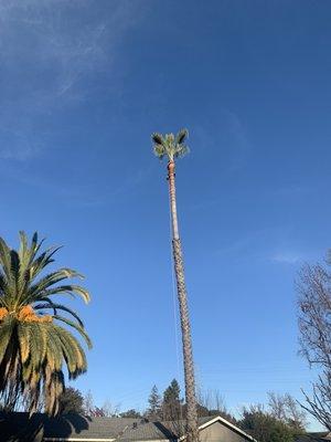 Cleaning palm