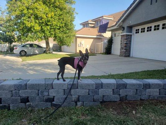 Gray Cottage Stone. Our dog approves.