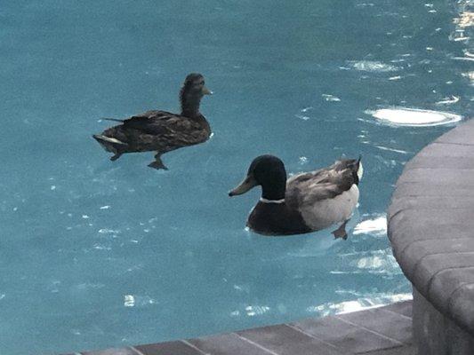 Mother and father using the pool.