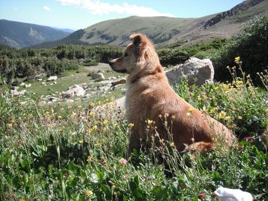 Front Range Pet Pals