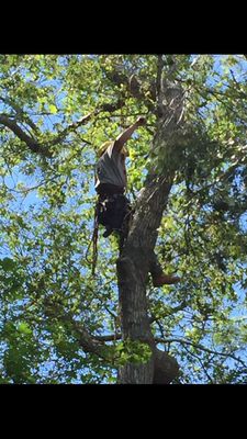 Climber taking the  deadwood off a tree