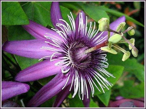 Passiflora Landscape & Design