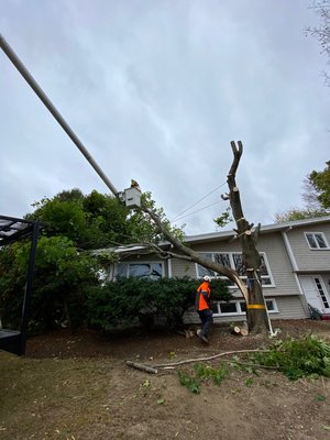 Hazardous tree removal