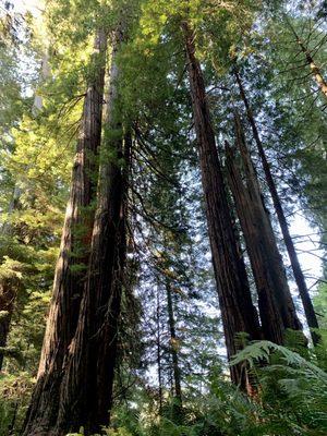 The redwoods climb into the sky infinitely.