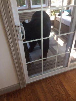 Bear on our enclosed porch. No damage, but quite a surprise, went out same way he came in.