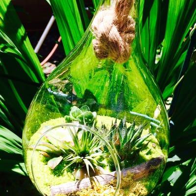 Fun terrariums