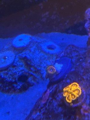 Rainbow eclipse zoa frag I paid 5$ for