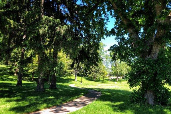 Old shade trees