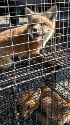 Years back we removed these Fox Kits and were able to find a rehabilitator to take care of them.