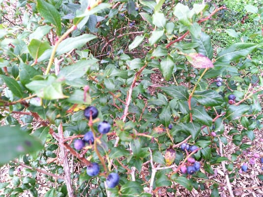 Blueberries on the bush