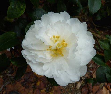 Camellia Sasanqua