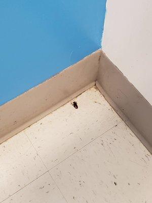 Dead waterbug in handicapped stall