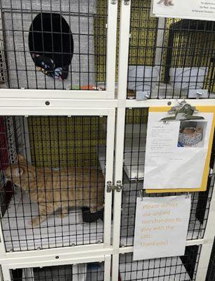 Adoptable cats