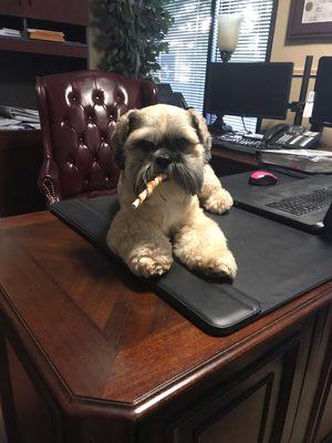 Bailey supervising at my desk