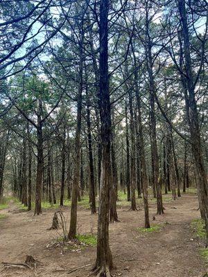 Parallel Forest