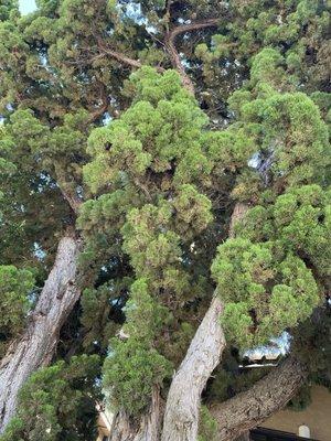 Cat at the top of a montezuma cypress