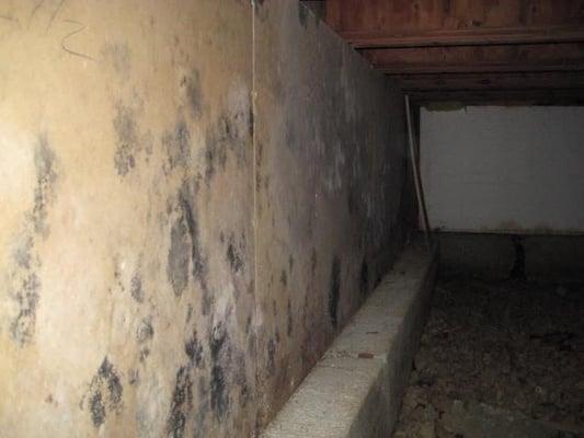 Water damage in crawlspace leading to mold damage