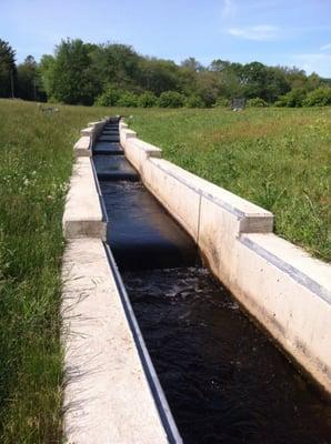 Herring fish ladder.