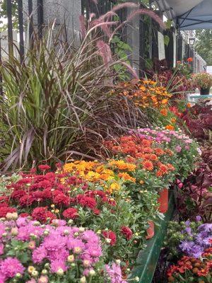 Mums to welcome fall